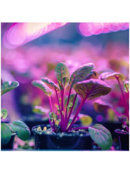 Lampka biurkowa PLANTY CLIP B 1xE27 czarna Kobi Design