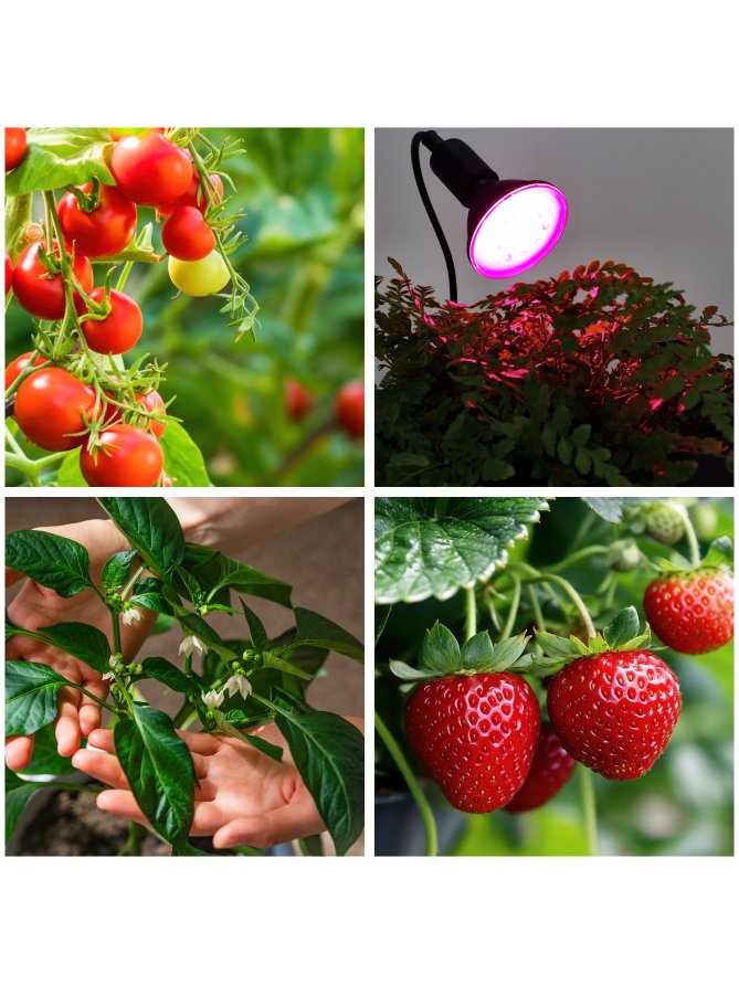 Lampka biurkowa PLANTY CLIP B 1xE27 czarna Kobi Design