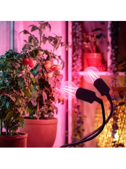 Lampka biurkowa PLANTY CLIP B DUO 2xE27 czarna Kobi Design