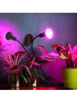 Lampka biurkowa PLANTY CLIP B DUO 2xE27 czarna Kobi Design