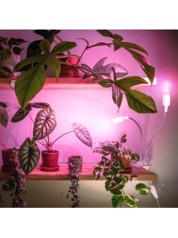 Lampka biurkowa PLANTY CLIP W DUO 2xE27 biała Kobi Design