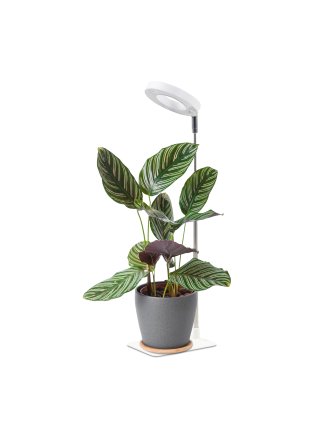 Lampa do roślin LED VERDI V2 5W 1300K biała Kobi Design
