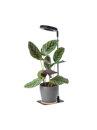 Lampa do roślin LED VERDI V2 5W 1300K czarna Kobi Design